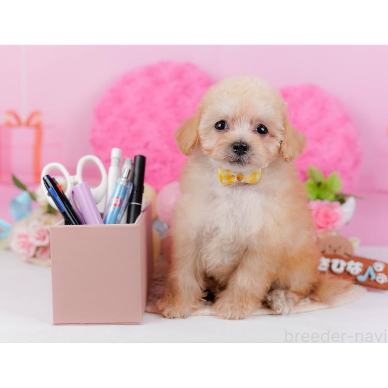 販売中の神奈川県のタイニープードル-437988の11枚目