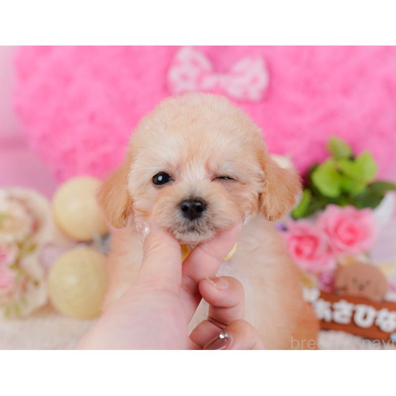 販売中の神奈川県のタイニープードル-437988の10枚目