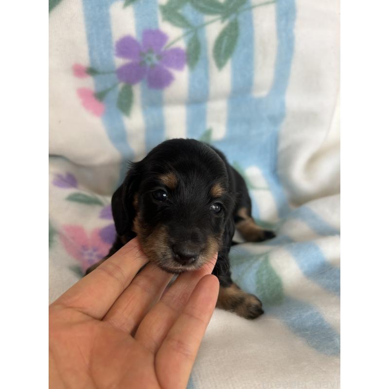 販売中の愛知県のミニチュアダックスフンド(ロングヘアード)-437989