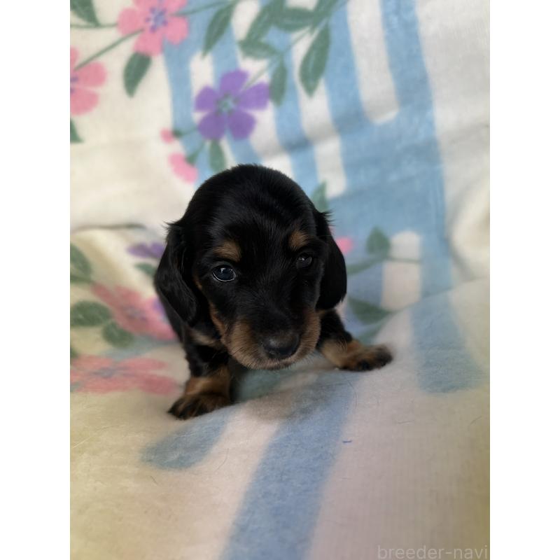 販売中の愛知県のミニチュアダックスフンド(ロングヘアード)-437989の3枚目