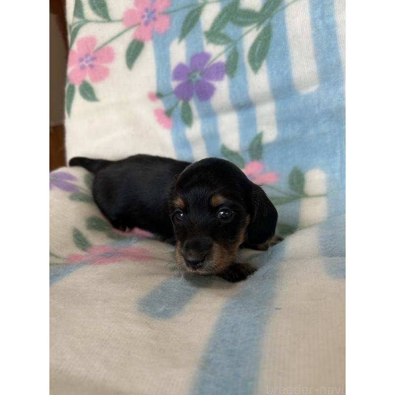 販売中の愛知県のミニチュアダックスフンド(ロングヘアード)-437989の2枚目