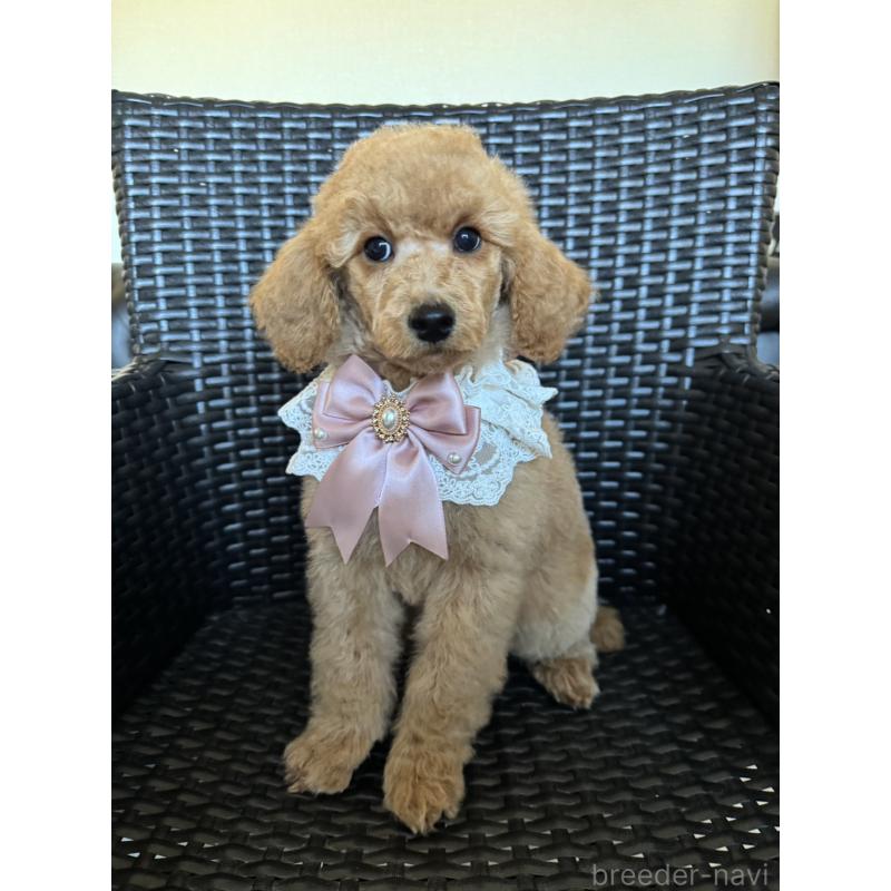 販売中の宮崎県のミディアムプードル-437990の12枚目