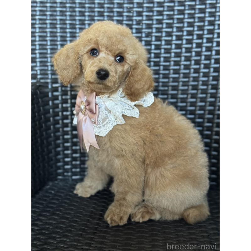 販売中の宮崎県のミディアムプードル-437990の10枚目