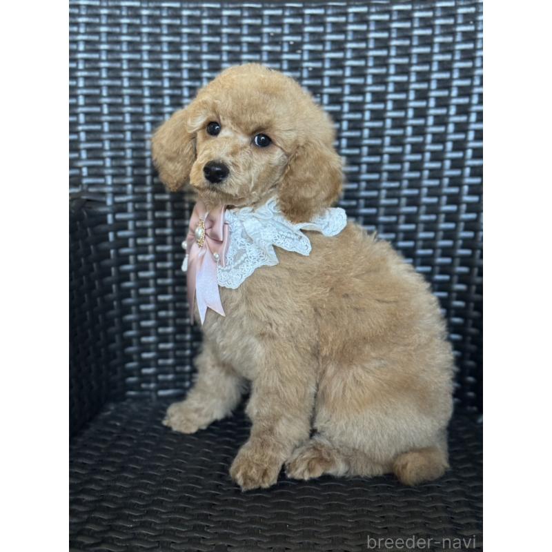 販売中の宮崎県のミディアムプードル-437990の11枚目