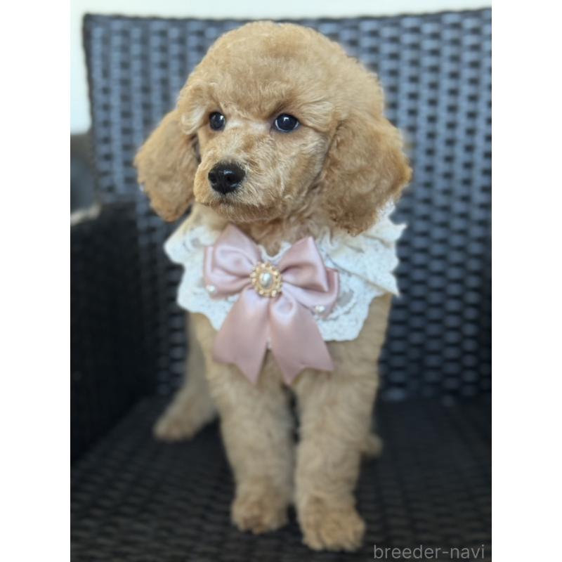 販売中の宮崎県のミディアムプードル-437990の9枚目