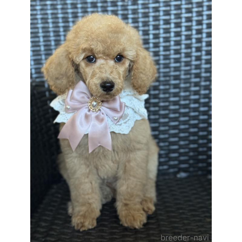 販売中の宮崎県のミディアムプードル-437990の8枚目