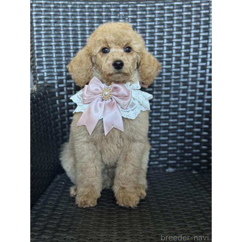 販売中の宮崎県のミディアムプードル-437990の7枚目