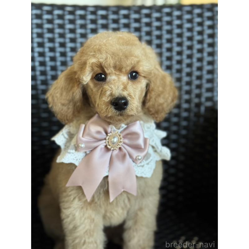 販売中の宮崎県のミディアムプードル-437990の6枚目