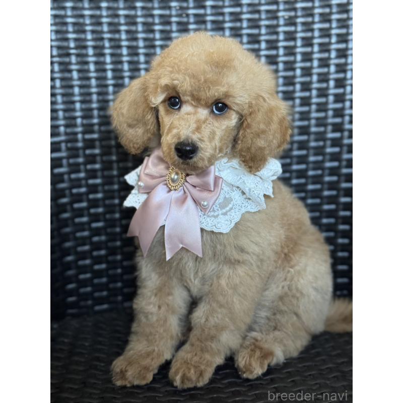 販売中の宮崎県のミディアムプードル-437990の5枚目