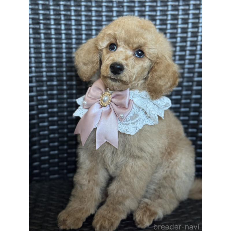 販売中の宮崎県のミディアムプードル-437990の4枚目