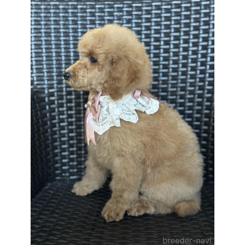 販売中の宮崎県のミディアムプードル-437990の3枚目