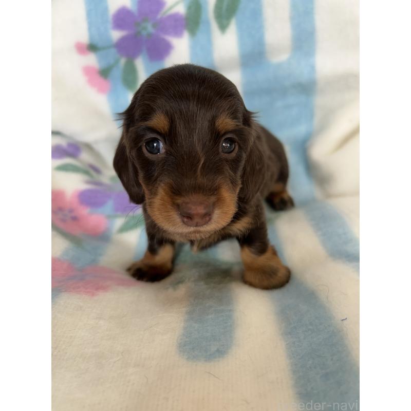 販売中の愛知県のミニチュアダックスフンド(ロングヘアード)-437991の1枚目