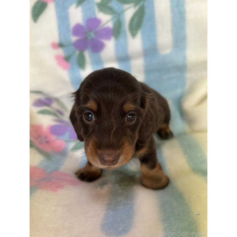 販売中の愛知県のミニチュアダックスフンド(ロングヘアード)-437991の4枚目