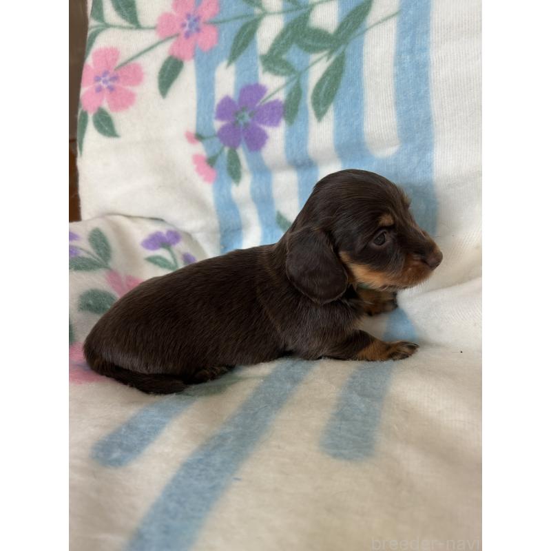 販売中の愛知県のミニチュアダックスフンド(ロングヘアード)-437991の3枚目
