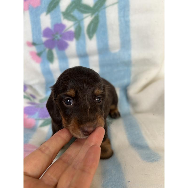 販売中の愛知県のミニチュアダックスフンド(ロングヘアード)-437991の2枚目