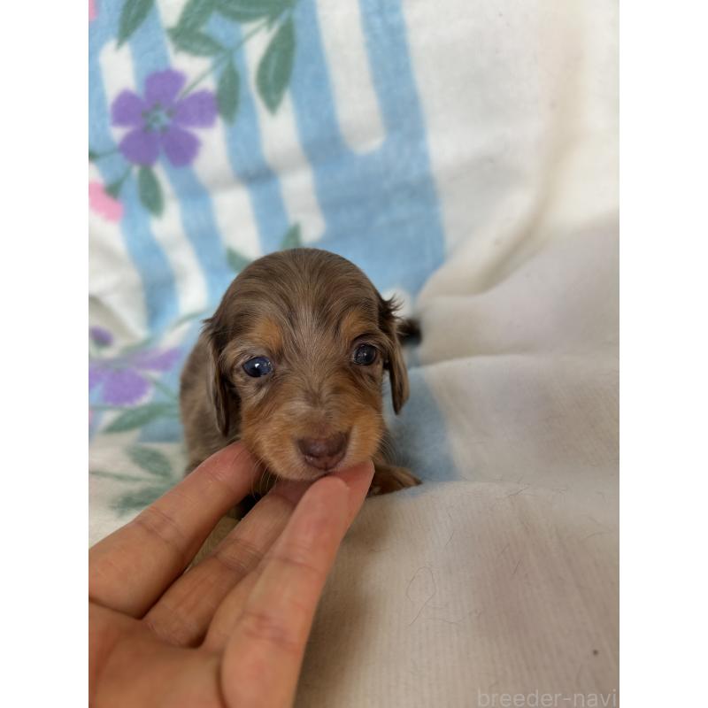 販売中の愛知県のミニチュアダックスフンド(ロングヘアード)-437993