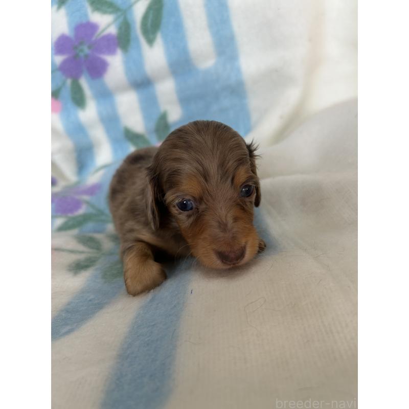 販売中の愛知県のミニチュアダックスフンド(ロングヘアード)-437993の4枚目