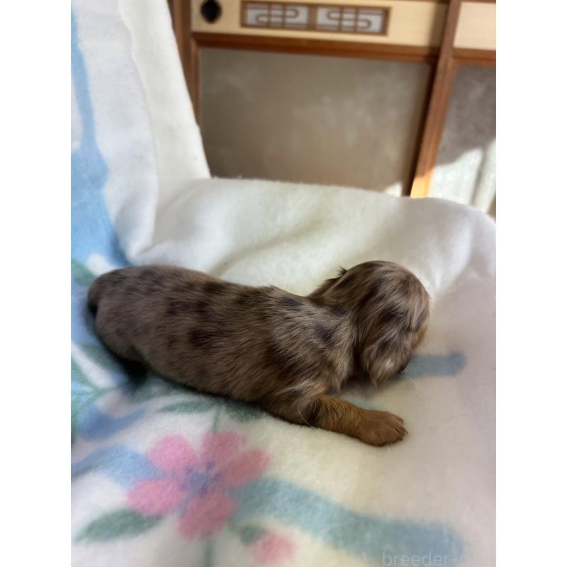 販売中の愛知県のミニチュアダックスフンド(ロングヘアード)-437993の3枚目