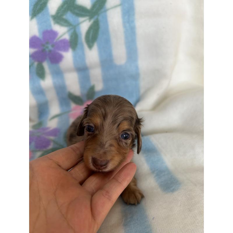 販売中の愛知県のミニチュアダックスフンド(ロングヘアード)-437993の2枚目