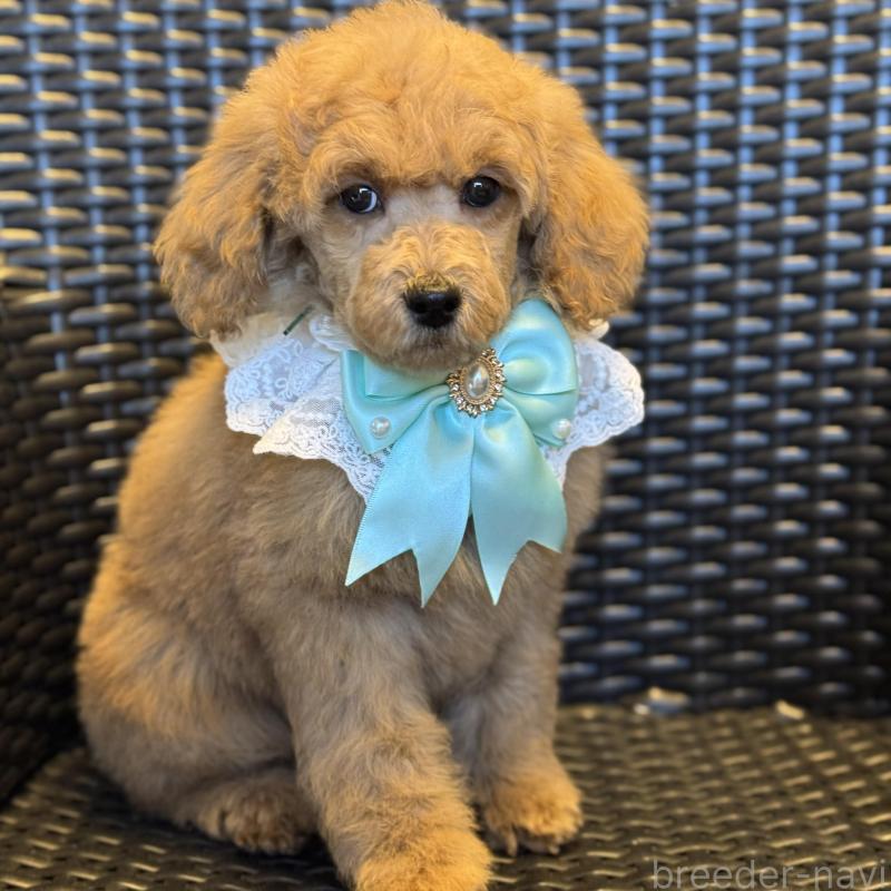 販売中の宮崎県のミディアムプードル-437994