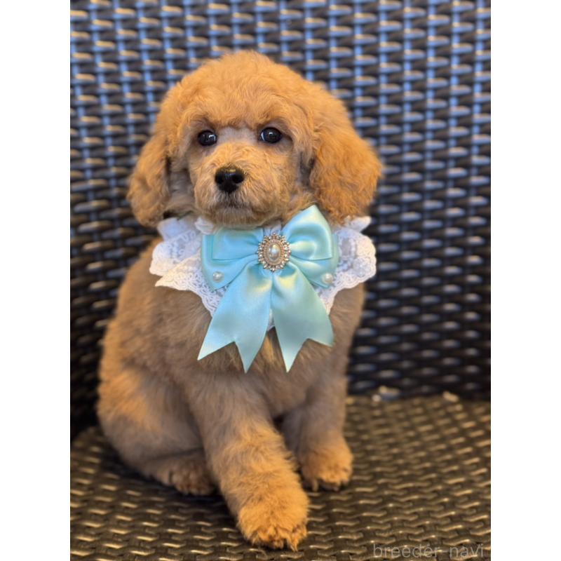 販売中の宮崎県のミディアムプードル-437994の8枚目