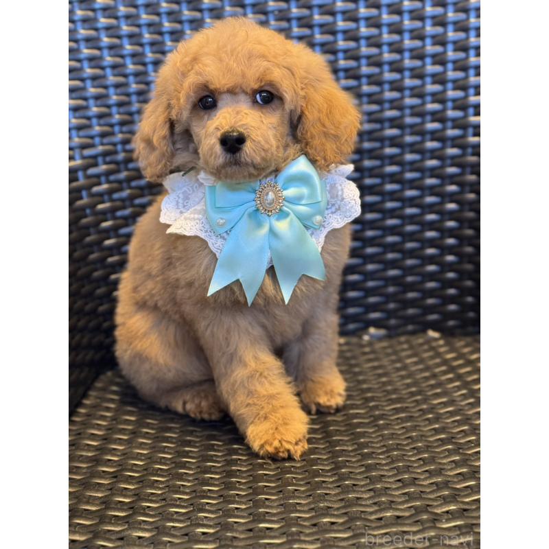 販売中の宮崎県のミディアムプードル-437994の7枚目