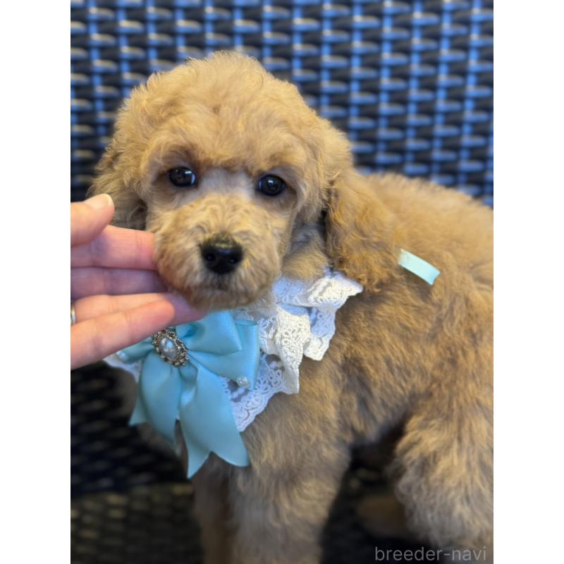 販売中の宮崎県のミディアムプードル-437994の6枚目