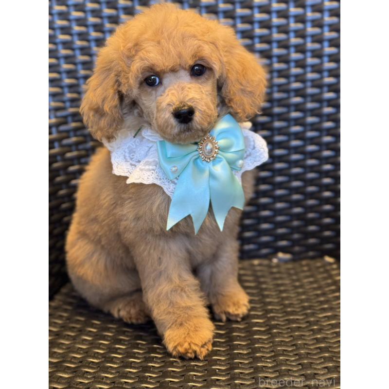 販売中の宮崎県のミディアムプードル-437994の5枚目