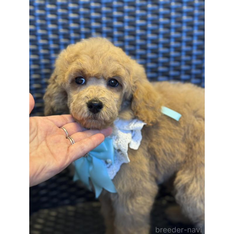 販売中の宮崎県のミディアムプードル-437994の4枚目