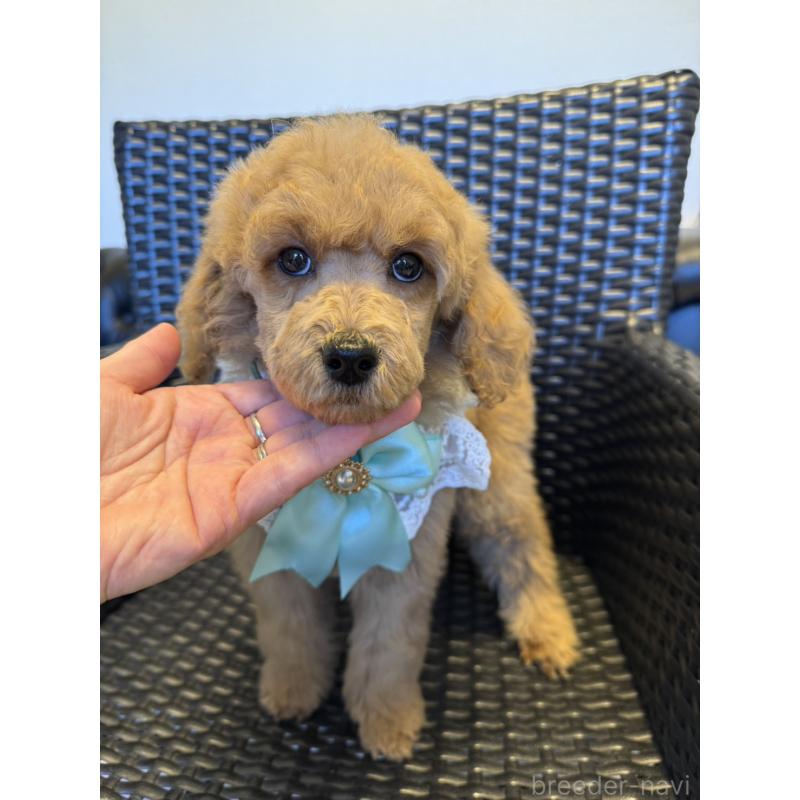 販売中の宮崎県のミディアムプードル-437994の3枚目