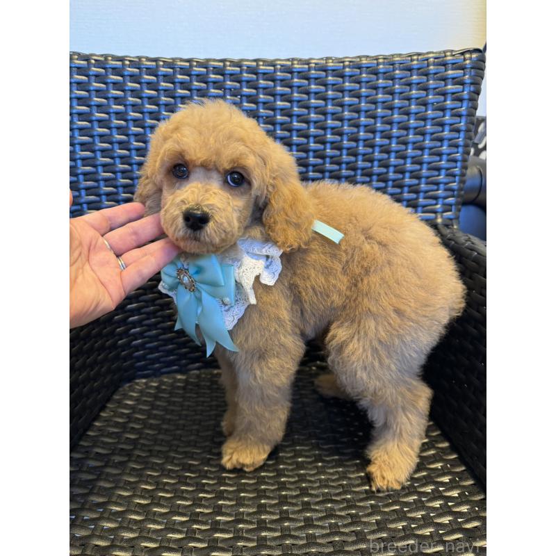 販売中の宮崎県のミディアムプードル-437994の2枚目