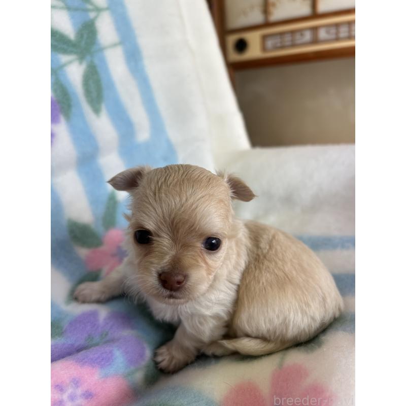 販売中の愛知県のチワワ(ロングコート)-437995の4枚目