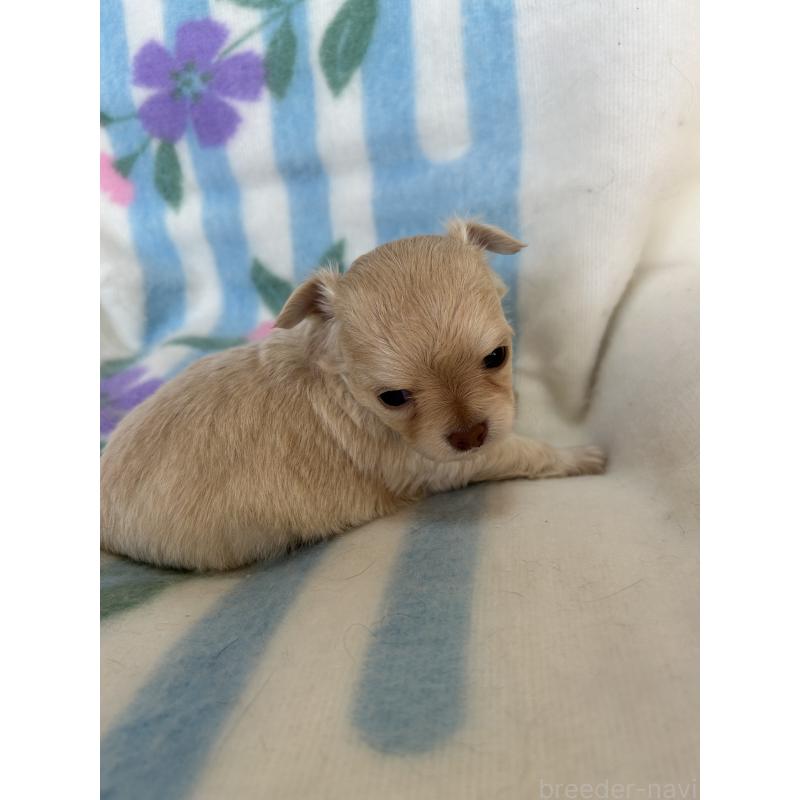 販売中の愛知県のチワワ(ロングコート)-437995の3枚目