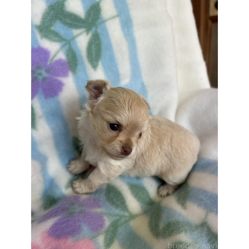 販売中の愛知県のチワワ(ロングコート)-437995の2枚目