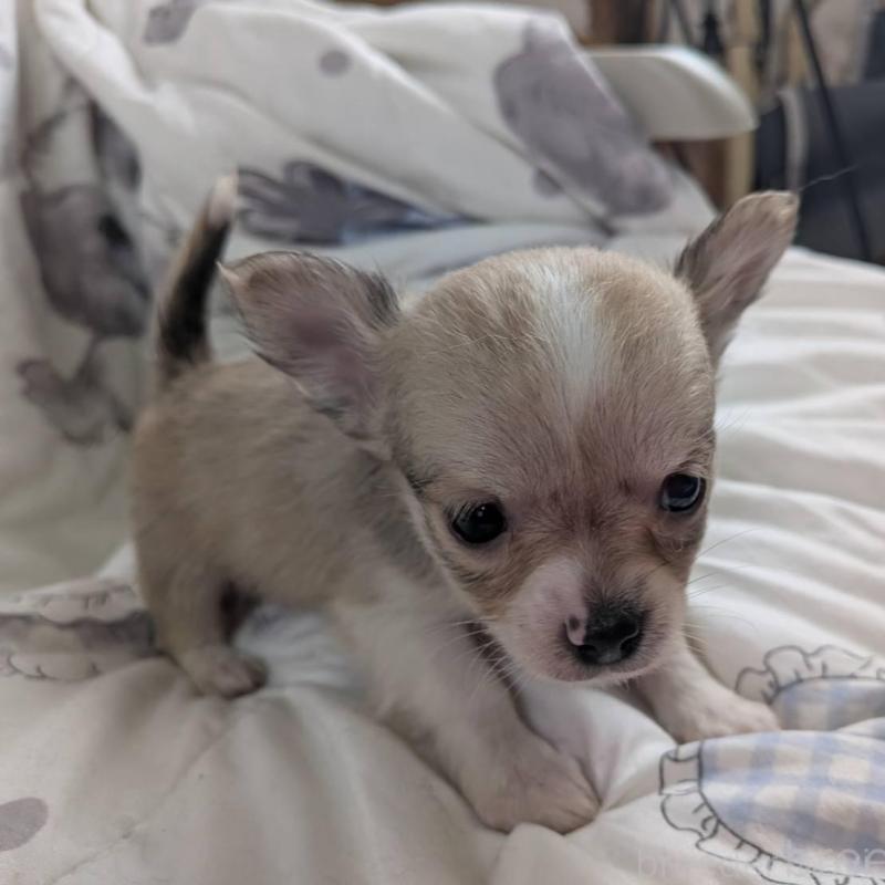 販売中の長野県のチワワ(ロングコート)-437996の5枚目