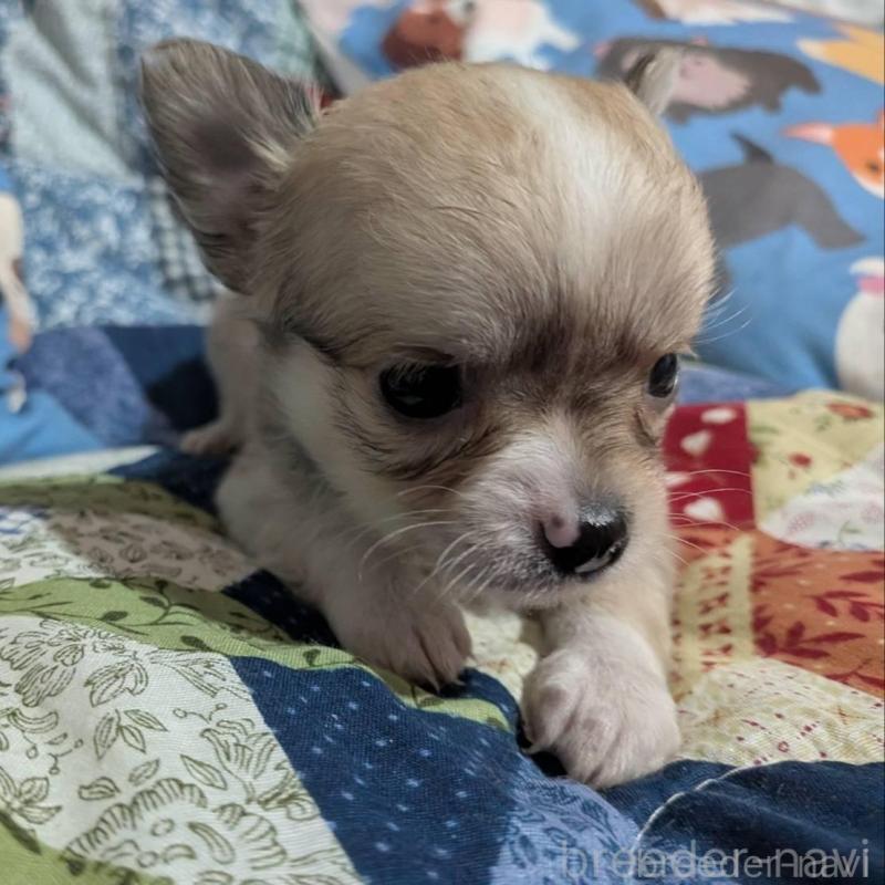 販売中の長野県のチワワ(ロングコート)-437996の4枚目