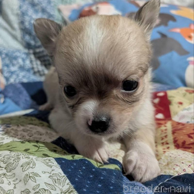 販売中の長野県のチワワ(ロングコート)-437996の3枚目