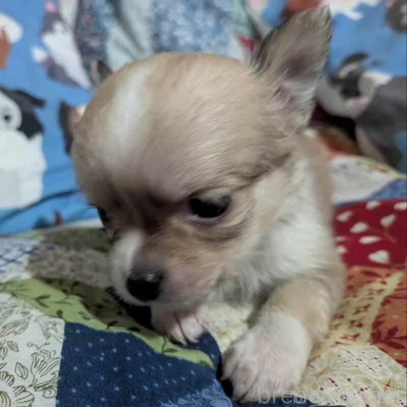 販売中の長野県のチワワ(ロングコート)-437996の2枚目