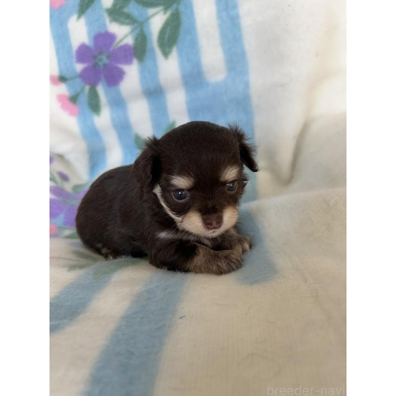 販売中の愛知県のチワワ(ロングコート)-437997