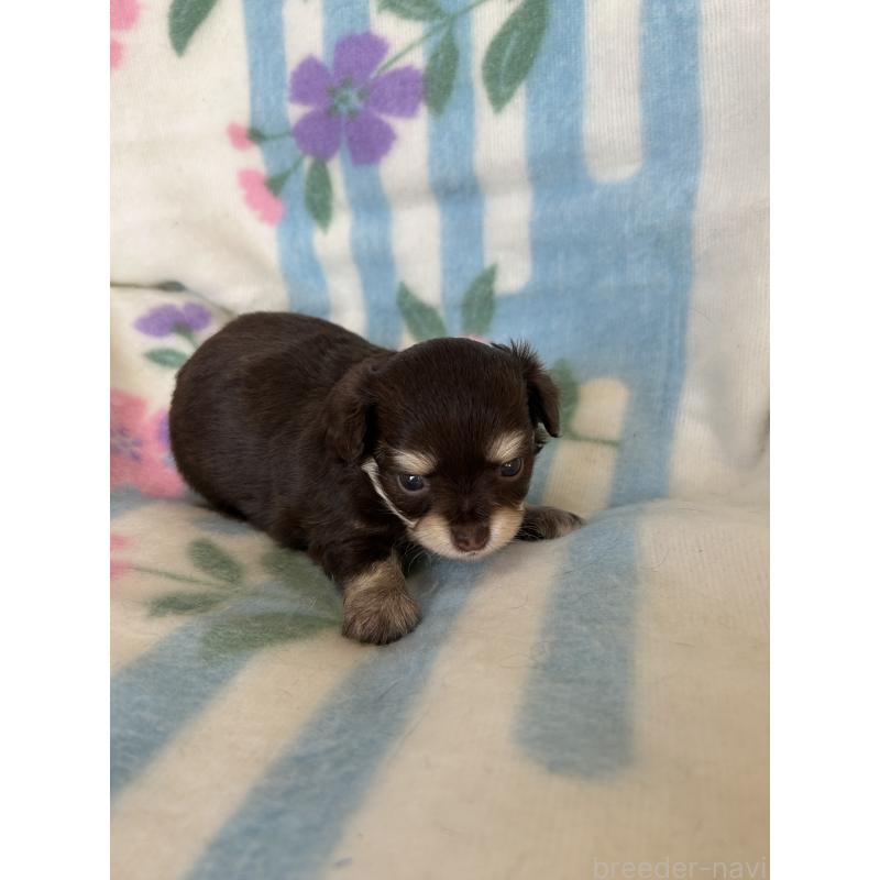 販売中の愛知県のチワワ(ロングコート)-437997の7枚目