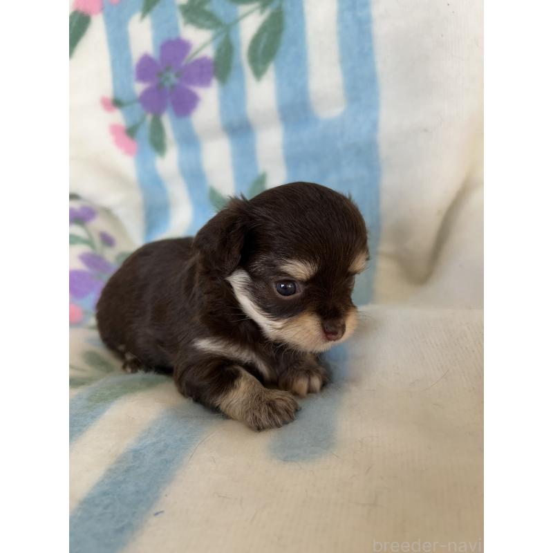 販売中の愛知県のチワワ(ロングコート)-437997の5枚目