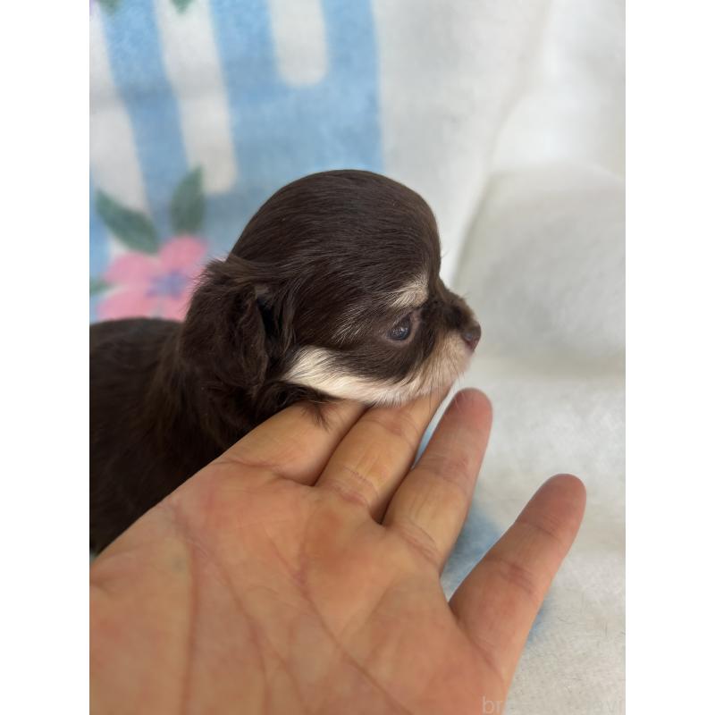 販売中の愛知県のチワワ(ロングコート)-437997の4枚目