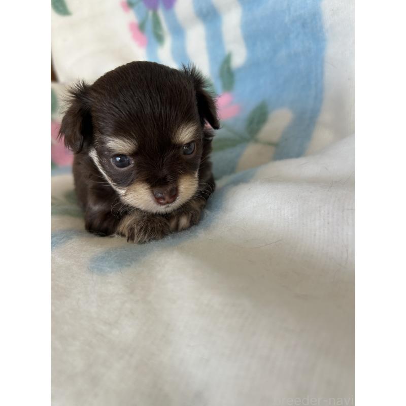 販売中の愛知県のチワワ(ロングコート)-437997の3枚目