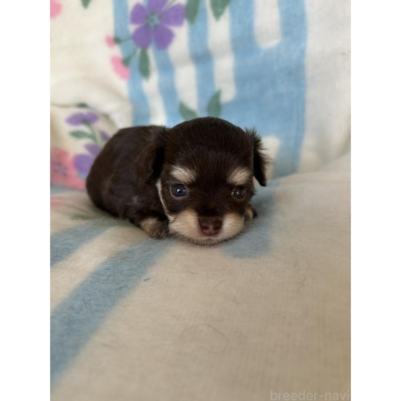 販売中の愛知県のチワワ(ロングコート)-437997の2枚目