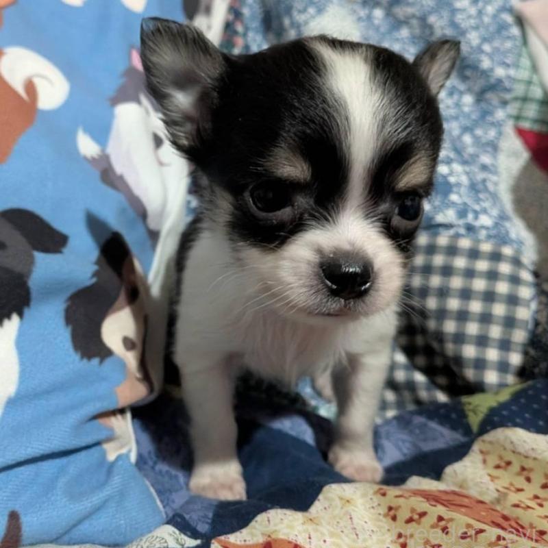 販売中の長野県のチワワ(ロングコート)-437998