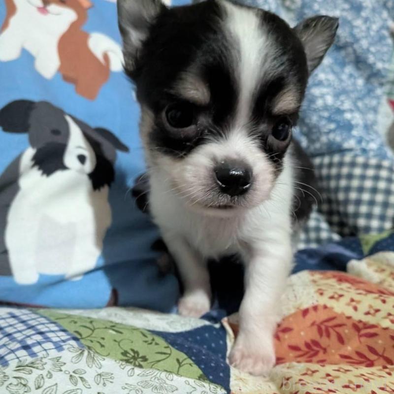 販売中の長野県のチワワ(ロングコート)-437998の5枚目