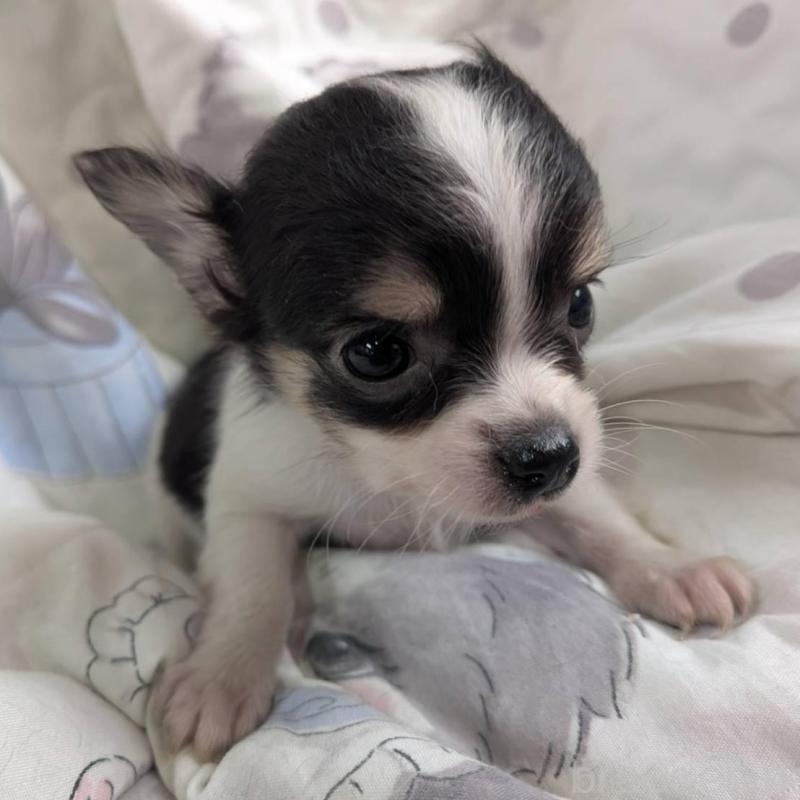 販売中の長野県のチワワ(ロングコート)-437998の4枚目