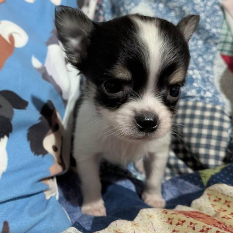 販売中の長野県のチワワ(ロングコート)-437998の3枚目