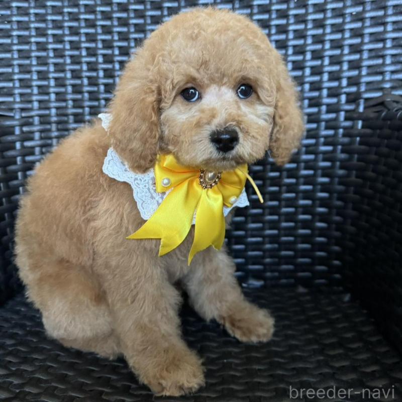 販売中の宮崎県のミディアムプードル-437999の1枚目