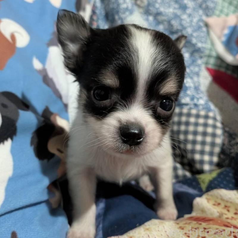 販売中の長野県のチワワ(ロングコート)-437998の2枚目